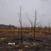 Cháy rừng do hạn hán tại bang Rondonia (Brazil) hồi năm ngoái. (Ảnh: THX/TTXVN)