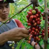 Nông dân thu hoạch hạt càphê tại Tanggamus, tỉnh Lampung (Indonesia). (Ảnh: AFP/TTXVN)