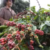 Thu hoạch càphê của Công ty Càphê 706 (Tổng Công ty Càphê Việt Nam) ở Ia Grai (Gia Lai). (Ảnh: Vũ Sinh/TTXVN)