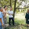 Các đơn vị chuyên môn tìm hiểu quy trình canh tác sầu riêng tại Hợp tác xã sầu riêng Bàu Đồn, xã Bàu Đồn, huyện Gò Dầu (Tây Ninh). (Ảnh minh họa: Thanh Tân/TTXVN)
