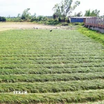 Người dân Hội Sơn thu hoạch kiệu. (Ảnh: Trịnh Bang Nhiệm/TTXVN)