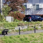 Gấu xuất hiện tại khu dân cư ở trung tâm thành phố Morioka, tỉnh Iwate, Nhật Bản ngày 23/10/2025. (Ảnh: Kyodo/TTXVN)