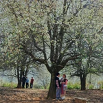 Mùa hoa sơn tra nở rộ thu hút du khách đến trải nghiệm, khám phá. (Ảnh: Hữu Quyết/TTXVN)