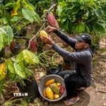 Nông dân thu hoạch quả cacao tại Yogyakarta, Indonesia. (Ảnh: THX/TTXVN)