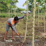 Anh Hồ Quốc Trạng, trú tại ấp Tân Rú, xã Hồ Tràm, phải chặt bỏ vườn đu đủ do bị hư hỏng sau bị ngập vào ngày 12-15/11. (Ảnh: Hoàng Nhị/TTXVN.)