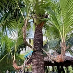 Dừa ba ngọn, hay còn gọi là dừa tam đa “đa phúc, đa lộc, đa thọ” phân ngọn ngay giữa phần thân cây. (Ảnh: Thanh Sang/TTXVN)