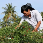 Ông Nguyễn Văn A, xã Hưng Mỹ, chăm sóc ruộng ớt chuẩn bị thu hoạch. (Ảnh: Thanh Hòa/TTXVN)