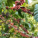 Diện tích canh tác càphê thông minh tại Gia Lai cho năng suất, chất lượng cao. (Ảnh: Hồng Điệp/TTXVN)