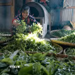 Người dân thôn Sín Chải sao chè Shan tuyết bằng phương pháp thủ công truyền thống. (Ảnh: Trung Kiên/TTXVN)