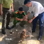 Khỉ mặt đỏ (tên khoa học là Macaca arctoides) là loại động vật nguy cấp, quý, hiếm. (Ảnh: TTXVN phát)
