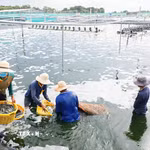 Tỉnh Cà Mau có nhiều tiềm năng và lợi thế trong phát triển nuôi trồng thủy sản. (Ảnh: Chanh Đa/TTXVN)