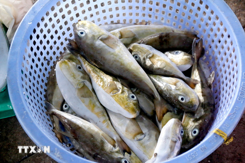 Rổ cá nóc được ngư dân đánh bắt và bày bán. (Ảnh: Nguyễn Thanh/TTXVN)