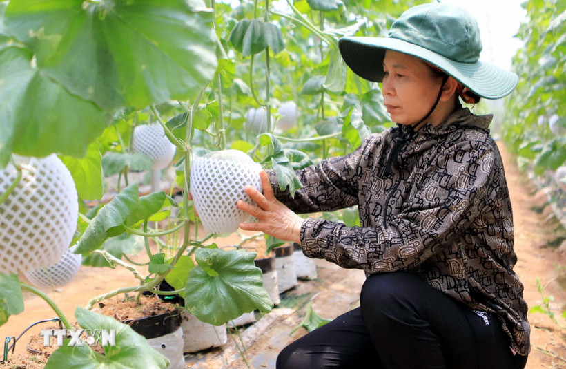 Mô hình trồng dưa lưới theo công nghệ Israel cho hiệu quả kinh tế cao. (Ảnh: Thế Duyệt/TTXVN)