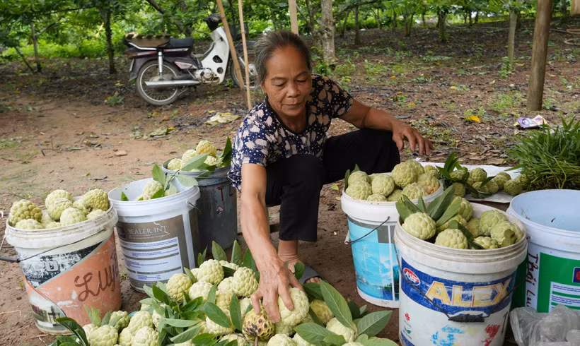 Người dân xóm Hiên Minh, xã La Hiên thu hoạch na. (Ảnh: Hoàng Nguyên/TTXVN)