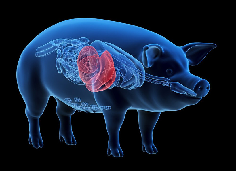 Ảnh minh họa: (Nguồn: organdonationalliance.org)