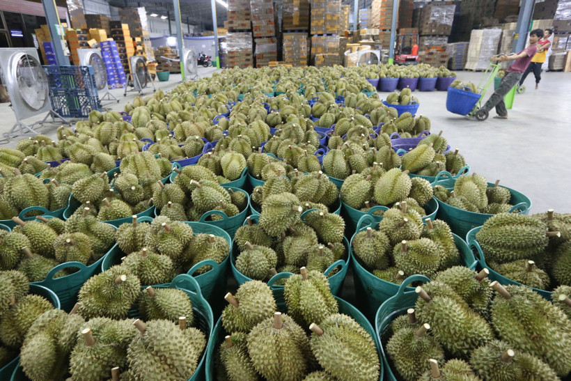 Sầu riêng được bày bán tại Chanthaburi, Thái Lan, ngày 13/5/2025. (Ảnh: THX/TTXVN)