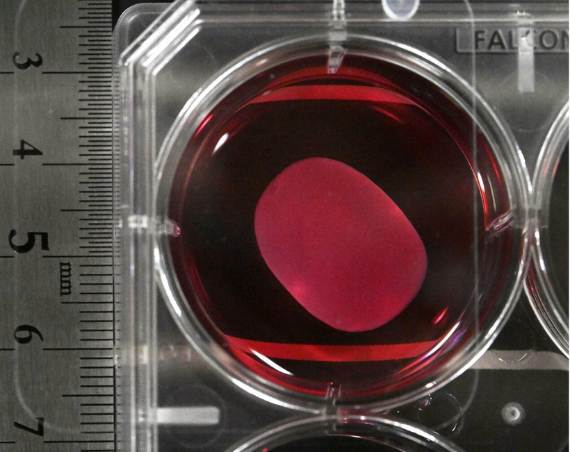 Ảnh minh họa. (Nguồn: kyodonews.net)