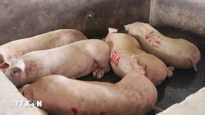 (Ảnh minh họa: Nguyễn Hằng/TTXVN)