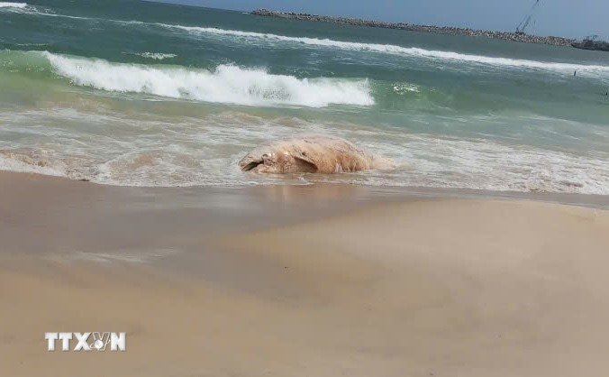 Xác cá voi bị phân hủy trôi dạt vào bờ biển Mỹ Thủy. (Ảnh: TTXVN phát)