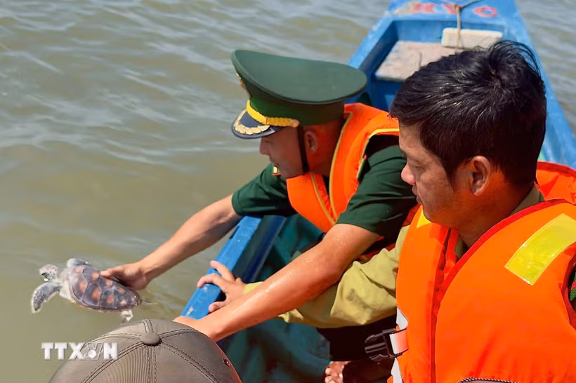 Cà Mau thả cá thể Đồi mồi và Vích về với biển. (Ảnh TTXVN phát)