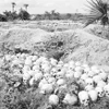 Những hố chôn tập thể người dân vô tội bị bọn diệt chủng Pol Pot – Ieng Sary sát hại, được phát hiện sau ngày giải phóng 7/1/1979 tại “Cánh đồng chết” Choeung Ek, Campuchia. (Ảnh: Thế Trung/TTXVN)