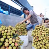 Vải lai chín sớm của huyện Phù Cừ được thương lái các tỉnh, thành phố trong nước đến tận nơi thu mua. (Ảnh: Phạm Kiên/TTXVN)