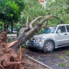 Hàng loạt cây xanh đổ làm hư hỏng phương tiện trong trận bão tối 7/9. (Ảnh: PV/Vietnam+)