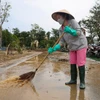 Người dân dọn dẹp sau bão Yagi. (Ảnh: PV/Vietnam+)