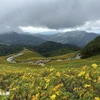 Những cánh đồng hoa dã quỳ vàng rực hai bên đường là điểm thu hút khách du lịch tới Mae Hong Son. (Ảnh: Huy Tiến/TTXVN)