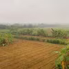 Bãi giữa sông Hồng chủ yếu hiện trồng hoa màu. (Ảnh: Hùng Nguyễn/Vietnam+)