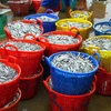 Cá cơm có giá bán trong khoảng 13.000-15.000 đồng/kg. (Ảnh: Tá Chuyên/TTXVN)