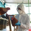 Một nhân viên y tế đang lấy mẫu từ gia cầm. (Ảnh TTXVN phát)