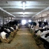 Một trang trại nuôi bò sữa. (Ảnh: Dairy farmers of Canada/TTXVN)