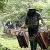 Người dân thu hoạch mật ong hoa nhãn. (Ảnh: Đinh Văn Nhiều/TTXVN)