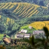 Thời điểm để ngắm mùa lúa chín Y Tý là vào hai tuần đầu tháng 9. (Ảnh: Thành Đạt/TTXVN)
