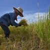 Nông dân gặt lúa trên cánh đồng tại tỉnh Ayutthaya, Thái Lan. (Ảnh: AFP/TTXVN)