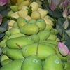 Xoài của Đồng Tháp. (Ảnh: Nhựt An/TTXVN)