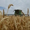 Nông dân thu hoạch lúa mì trên cánh đồng ở Stavropol, Nga. (Ảnh: AFP/TTXVN)