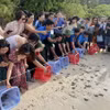 Các đoàn du khách rất thích thú khi tự tay mình thả rùa con về biển Vườn Quốc gia Côn Đảo. (Ảnh: TTXVN)