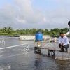 100% các công ty, doanh nghiệp, hộ nuôi tôm siêu thâm canh; thâm canh; bán thâm canh và 100% các Hợp tác xã, Tổ hợp tác nuôi của Bạc Liêu đều được cấp mã số cơ sở nuôi. (Ảnh: Tuấn Kiệt/TTXVN)