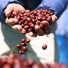 Càphê Arabica. (Ảnh: Tuấn Anh/TTXVN)