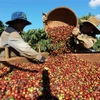 Thu hoạch càphê ở vùng trồng của Công ty Simexco Daklak, thành phố Buôn Ma Thuột (Đắk Lắk. (Ảnh: Vũ Sinh/TTXVN)