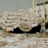 Xuất khẩu gạo: Đã đến lúc Việt Nam cạnh tranh bằng giống lúa chất lượng cao