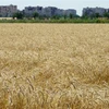 Cánh đồng lúa mỳ gần Mariupol (Ukraine) ngày 15/7/2022. (Ảnh: AFP/TTXVN)