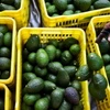 Mỹ cấm nhập khẩu quả bơ từ Mexico. (Nguồn: Getty Images)