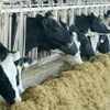 Cúm gia cầm H5N1 gần đây bùng phát ở các trang trại bò sữa tại Mỹ. (Nguồn: ctvnews)