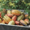 Thu hoạch trái cacao. (Nguồn: BNEWS)