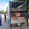 Đoàn Kiểm tra liên ngành cơ động của tỉnh Thái Nguyên kịp thời phát hiện, tiêu hủy gần 8 tạ lợn đã chết và có biểu hiện mắc bệnh. (Ảnh: Thu Hằng/TTXVN)