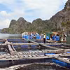 Ngư dân thành phố Cẩm Phả thiệt hại hơn 6 tỉ đồng, đau xót khi nhìn bè cá song, dìa bị bão đánh vỡ, cá bị chết và trôi ra biển do bão số 3. (Ảnh: Thanh Vân/TTXVN)