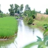 Việc áp dụng mô hình luân canh trồng lúa kết hợp nuôi tôm ở Cà Mau đã chứng minh tính hiệu quả. (Ảnh: Huỳnh Anh/TTXVN)